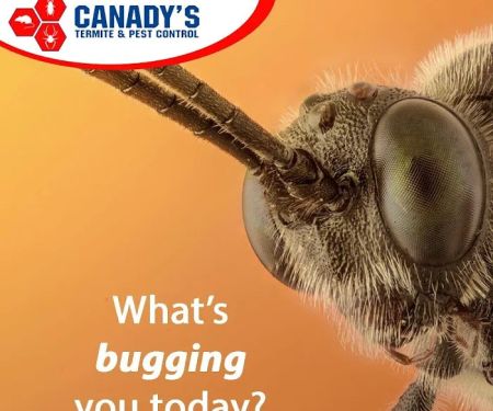 Canadyu2019s Termite & Pest Control