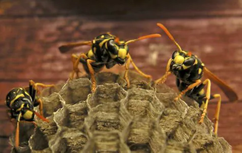 Canady’s Termite & Pest Control Picture 10
