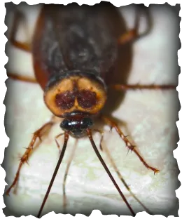 Canady’s Termite & Pest Control Picture 6