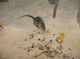 Canady’s Termite & Pest Control Picture 3