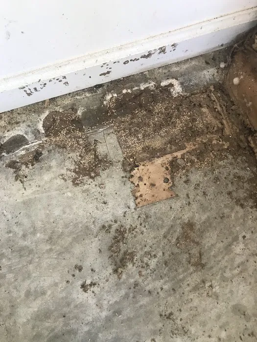 Pest-A-Rest Exterminating Picture 6
