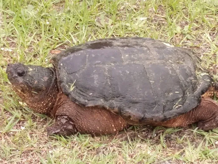 Primeir Exotic animal removal and pest control Picture 1