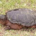 Primeir Exotic animal removal and pest control