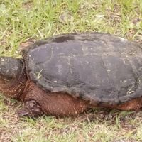 Primeir Exotic animal removal and pest control ico