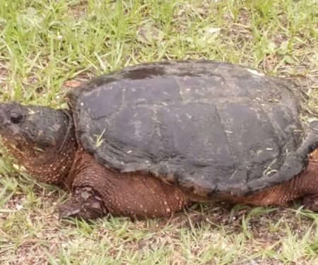 Primeir Exotic animal removal and pest control