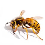 Palmetto Exterminators