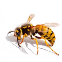 Palmetto Exterminators ico