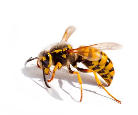 Palmetto Exterminators