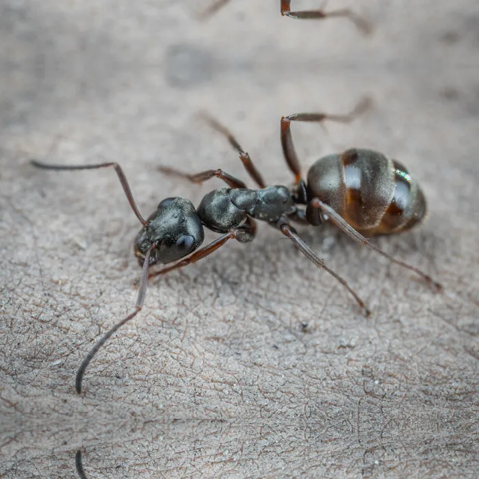 Palmetto Exterminators Picture 9