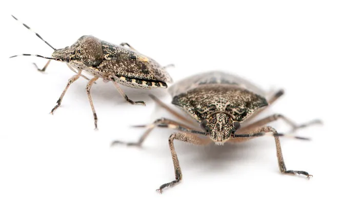 Palmetto Exterminators Picture 5