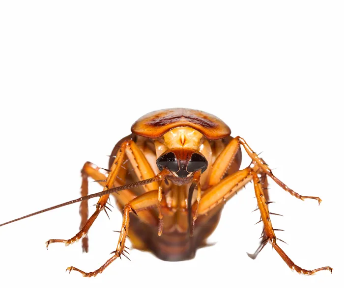 Palmetto Exterminators Picture 6
