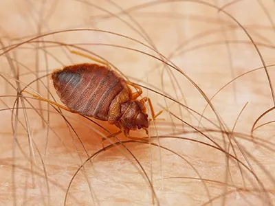 Jay Taylor Exterminating Co., Inc. Picture 7