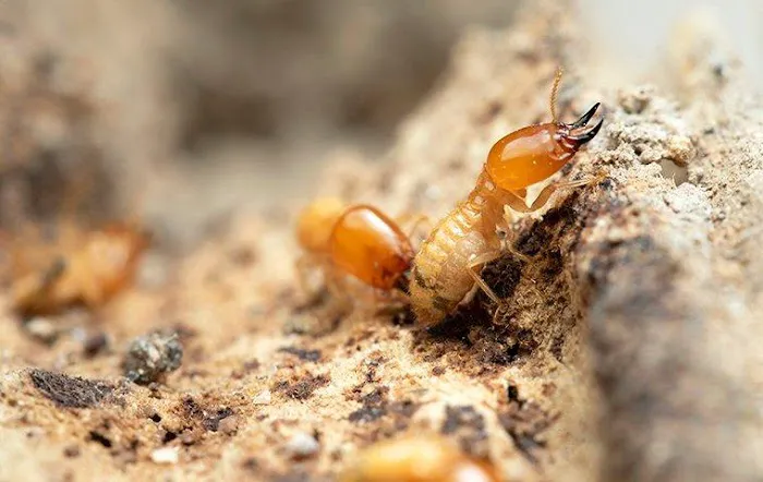 Jay Taylor Exterminating Co., Inc. Picture 9