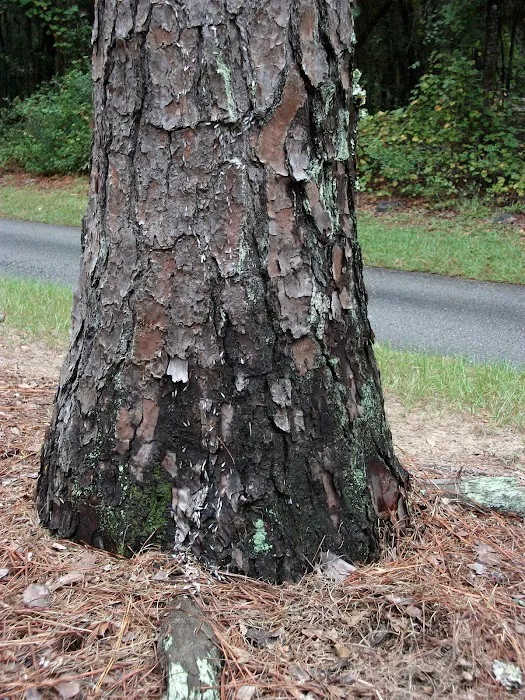 Home and Garden Pest Solutions Picture 3