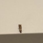 Lowe Pest Control
