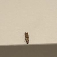 Lowe Pest Control ico