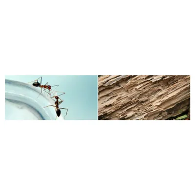 ANTEX Exterminating Picture 9