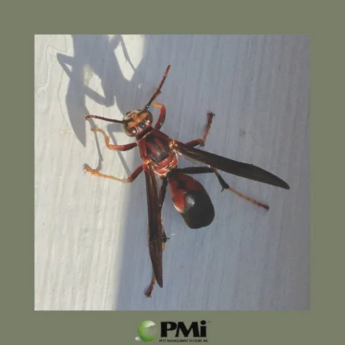Pest Management Systems, Inc. Pinehurst & Sandhills Picture 3