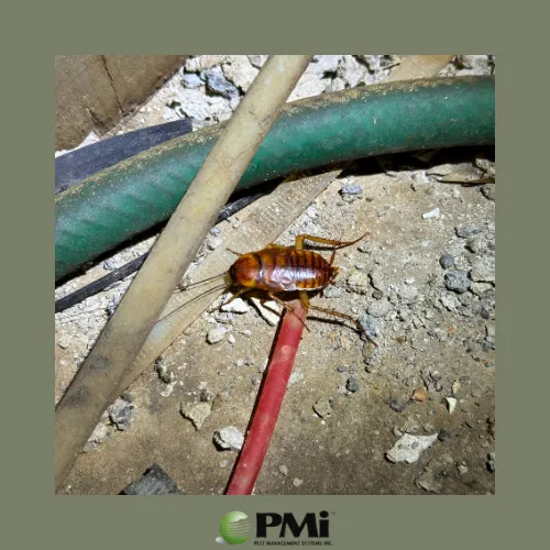 Pest Management Systems, Inc. Pinehurst & Sandhills Picture 6