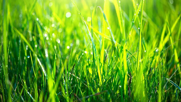Nature's Select® Picture 1