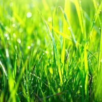Nature's Select® ico
