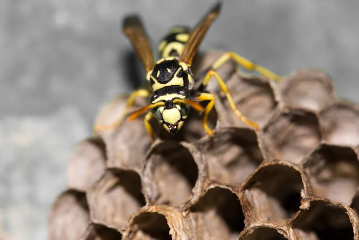 R.J.'s Pest Control Picture 5
