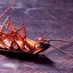 R.J.'s Pest Control Picture 1
