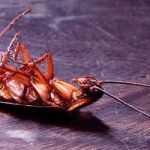 R.J.'s Pest Control