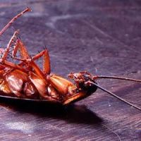 R.J.'s Pest Control ico