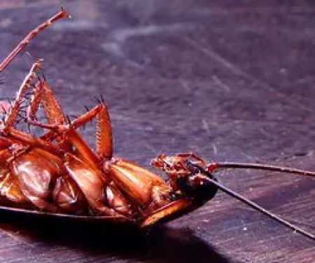 R.J.'s Pest Control