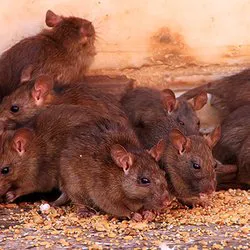 R.J.'s Pest Control Picture 6