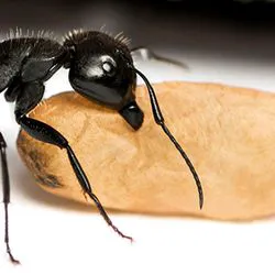 R.J.'s Pest Control Picture 4