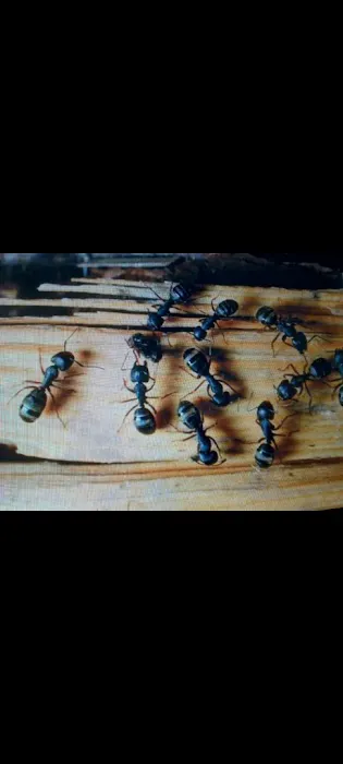 Pest Solutions Picture 7