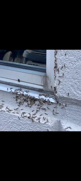 Pest Solutions Picture 4