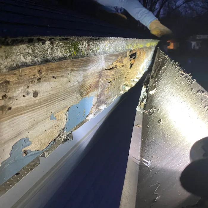 AntEco Pest Control Picture 4