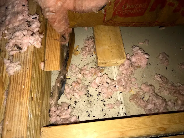 AntEco Pest Control Picture 10
