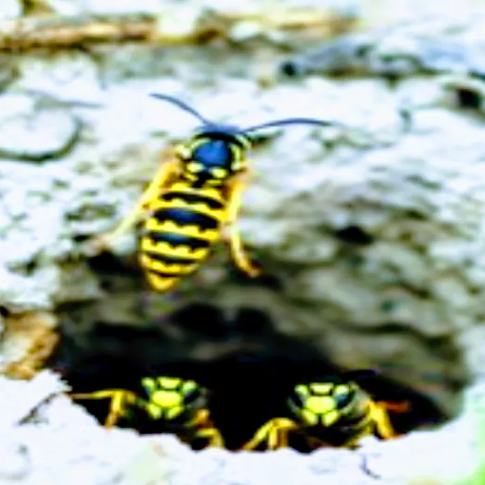 Pest EZ Pest & Wildlife Services Ann Arbor Picture 6