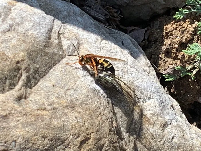 Wingman Pest Control Picture 5