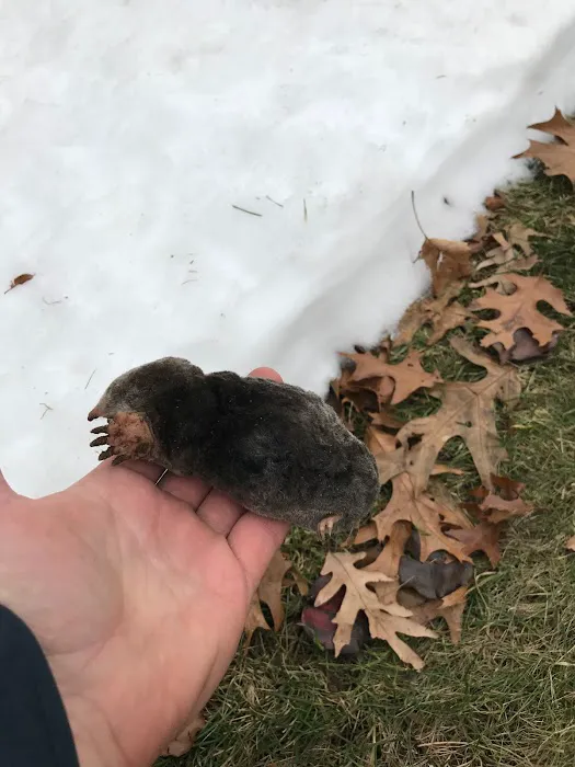 Wingman Pest Control Picture 7