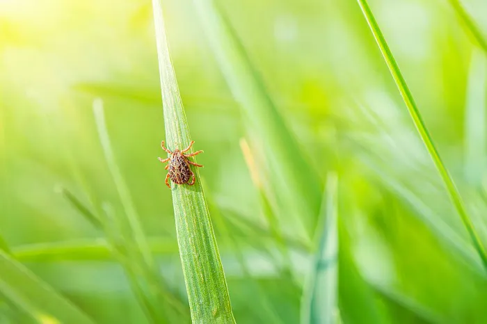 My Pest Spraying Picture 4