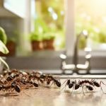 My Pest Spraying
