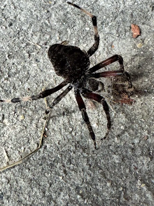 Hi-Tech Pest Control Picture 8