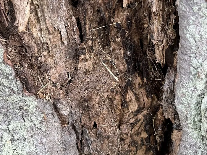 Hi-Tech Pest Control Picture 10