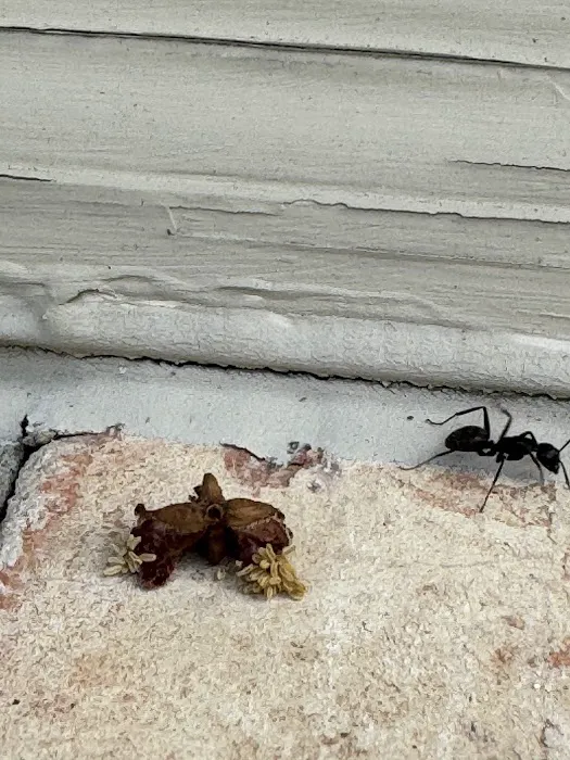 Hi-Tech Pest Control Picture 5