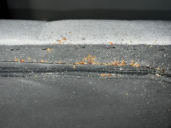 Hi-Tech Pest Control Picture 1