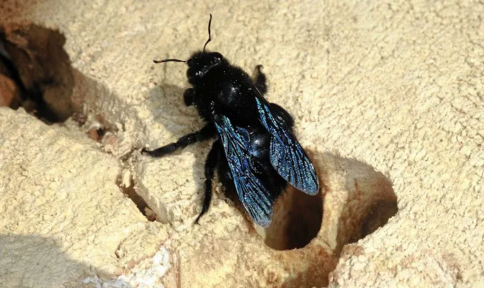 ProAction Pest Control Picture 4