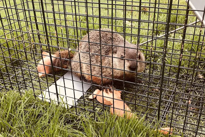 ProAction Pest Control Picture 7