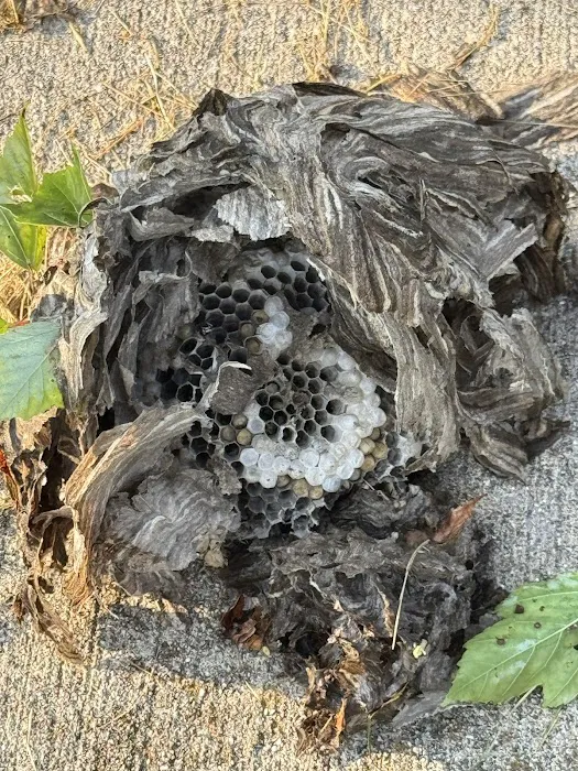 ProAction Pest Control Picture 8