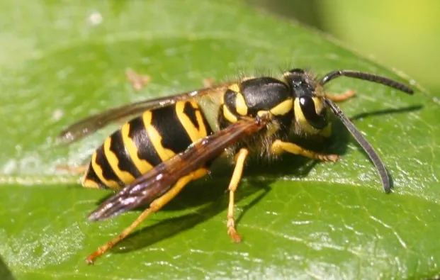 ProAction Pest Control Picture 5