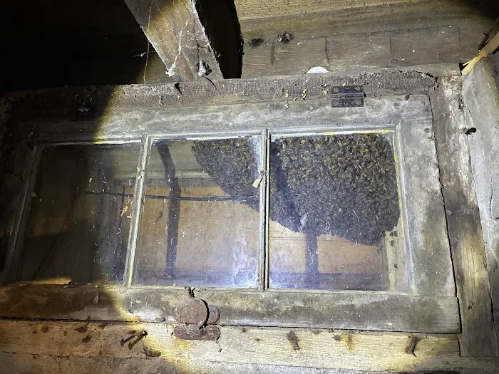 Local Buzz Pest Solutions Picture 2